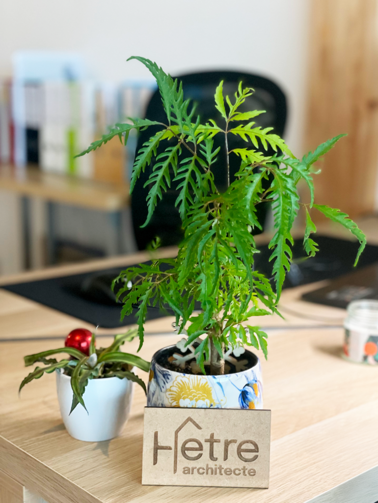 hêtre architecte bureau